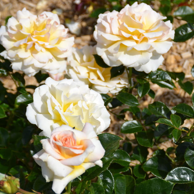 Le rosier Jean-Pierre Foucault