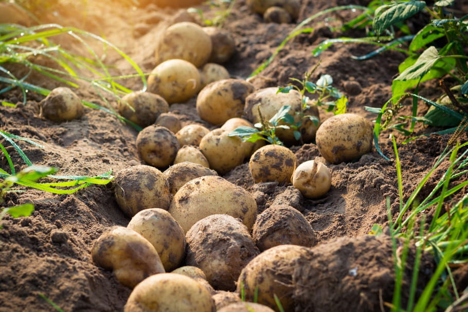 La pomme de terre de Noirmoutier obtient son label IGP