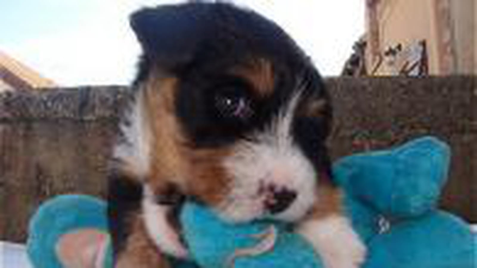 Chien bleu parlant