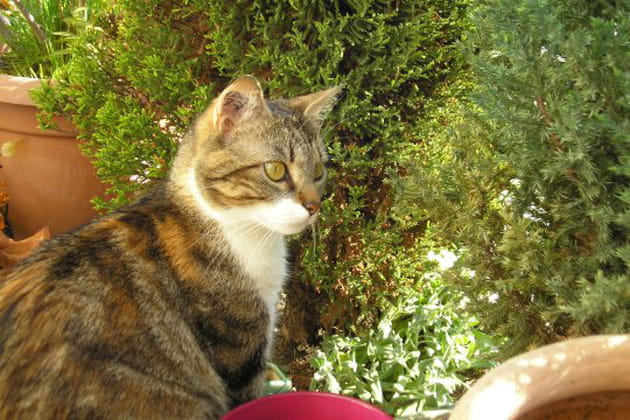 Chanel, une chatte précieuse et élégante