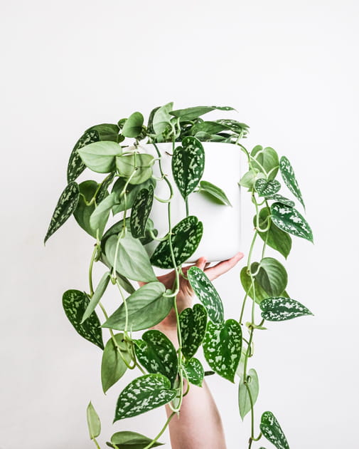 Un scindapsus ou pothos au bureau
