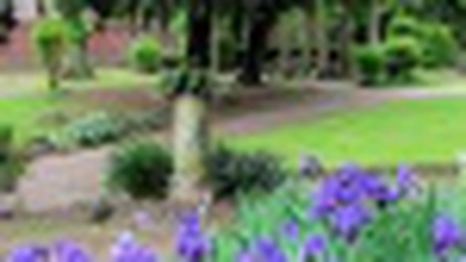 Jardin d'iris