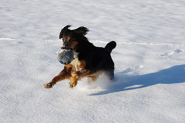 Zyon, la tornade des neiges