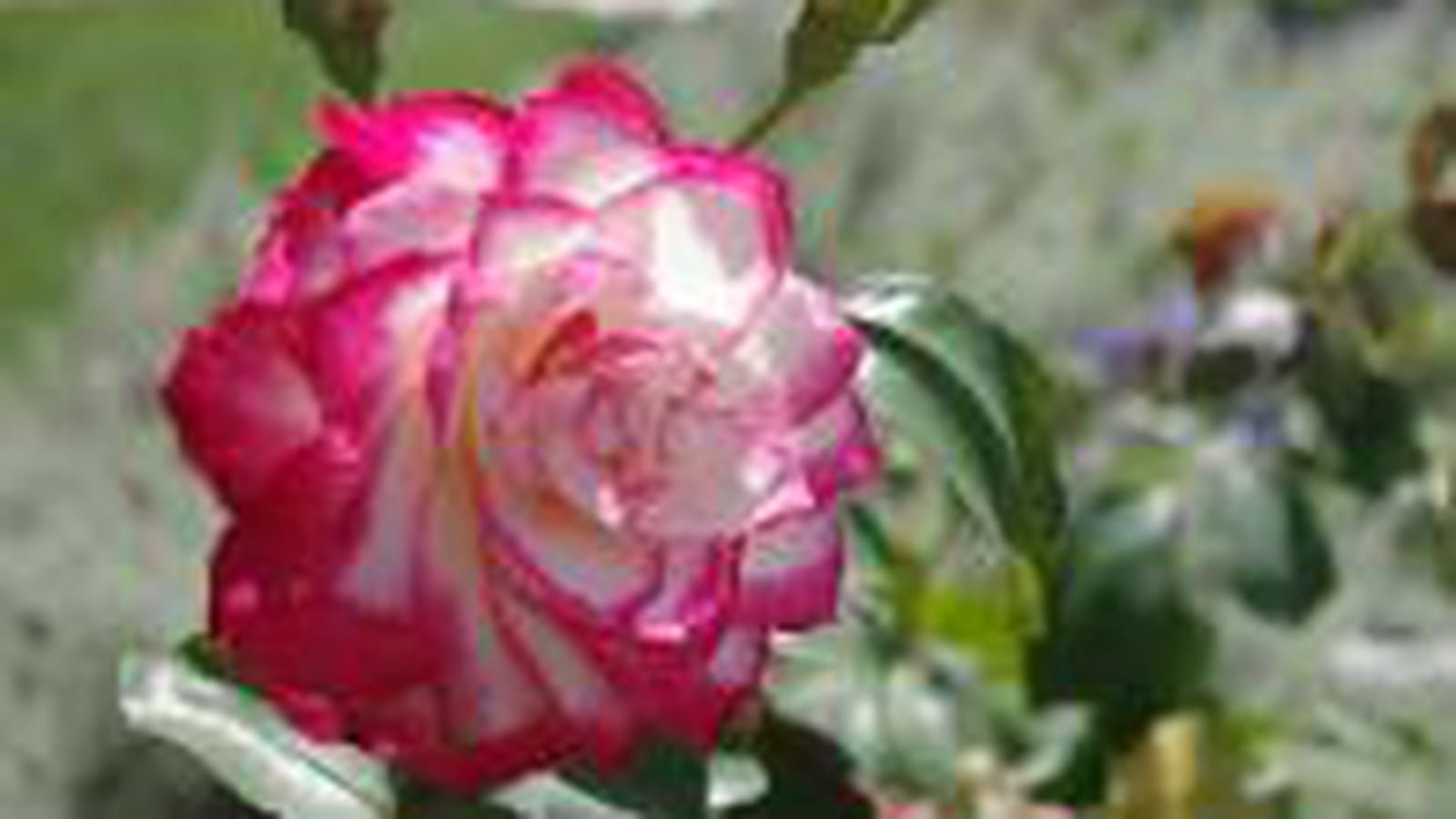 Jubilé Prince de Monaco