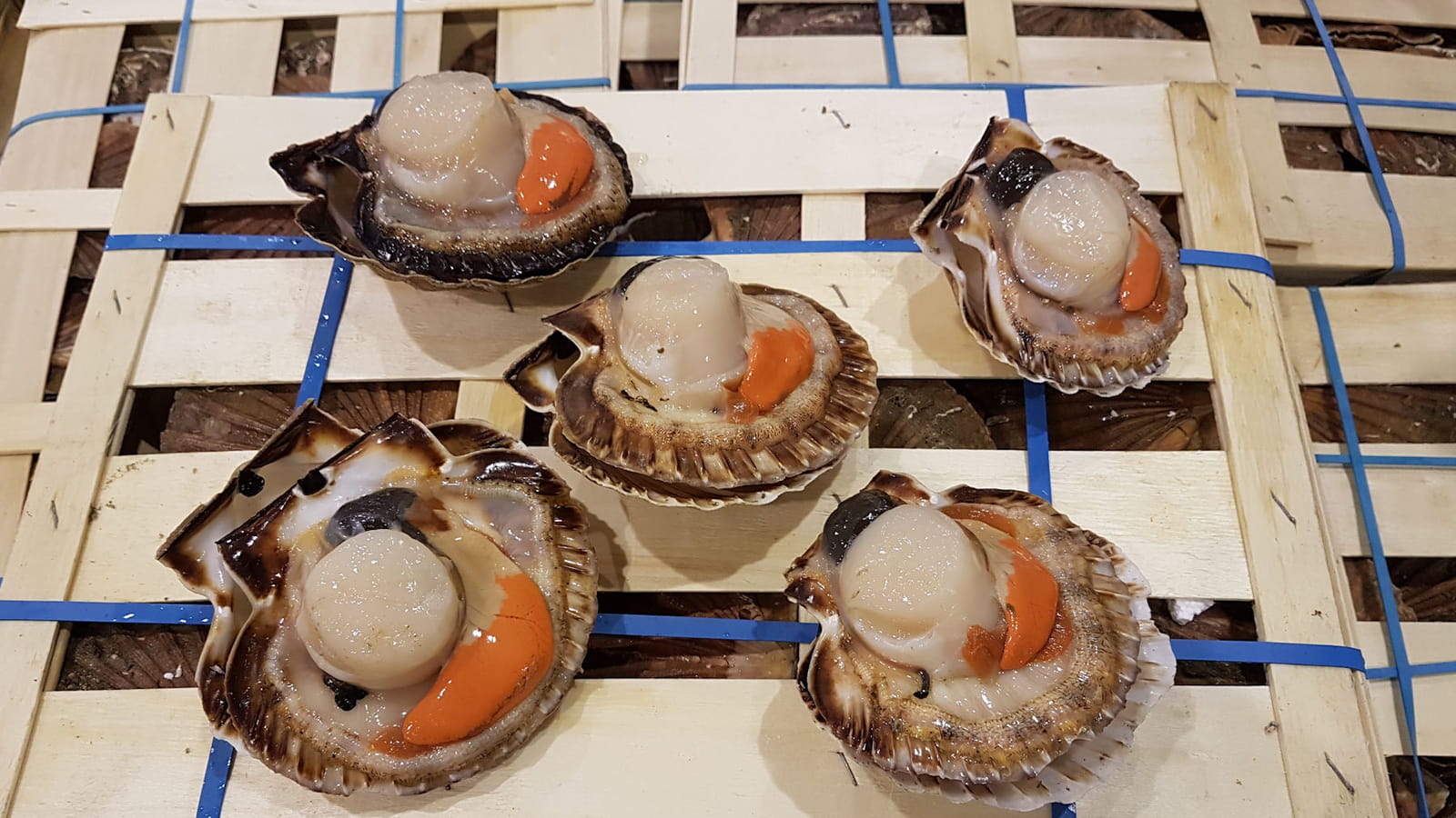 Coquilles Saint-Jacques