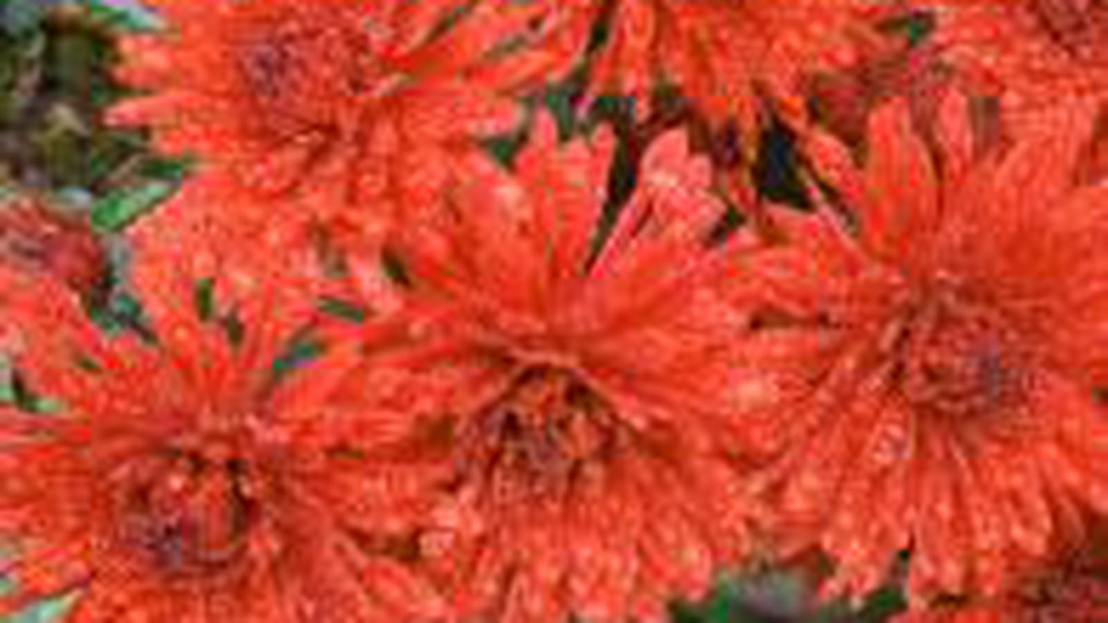 Chrysanthèmes orangés