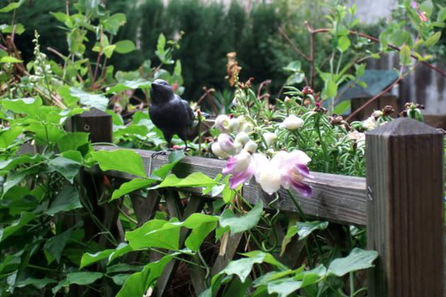 Quel est donc ce drôle d'oiseau ?