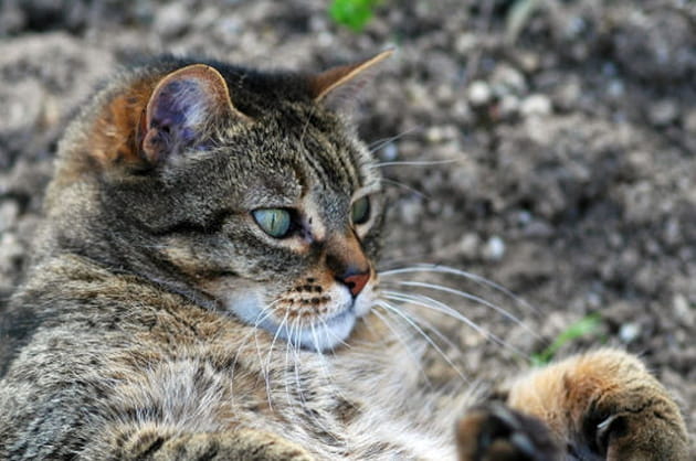 Dérangée la minette ?