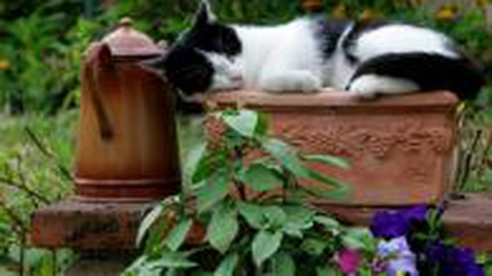 Sieste dans le jardin