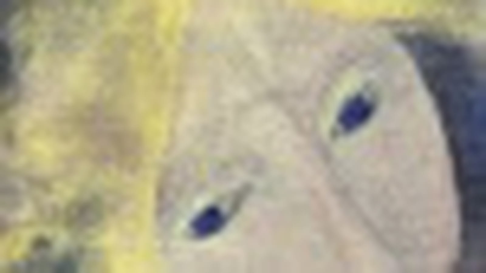 Craintive
