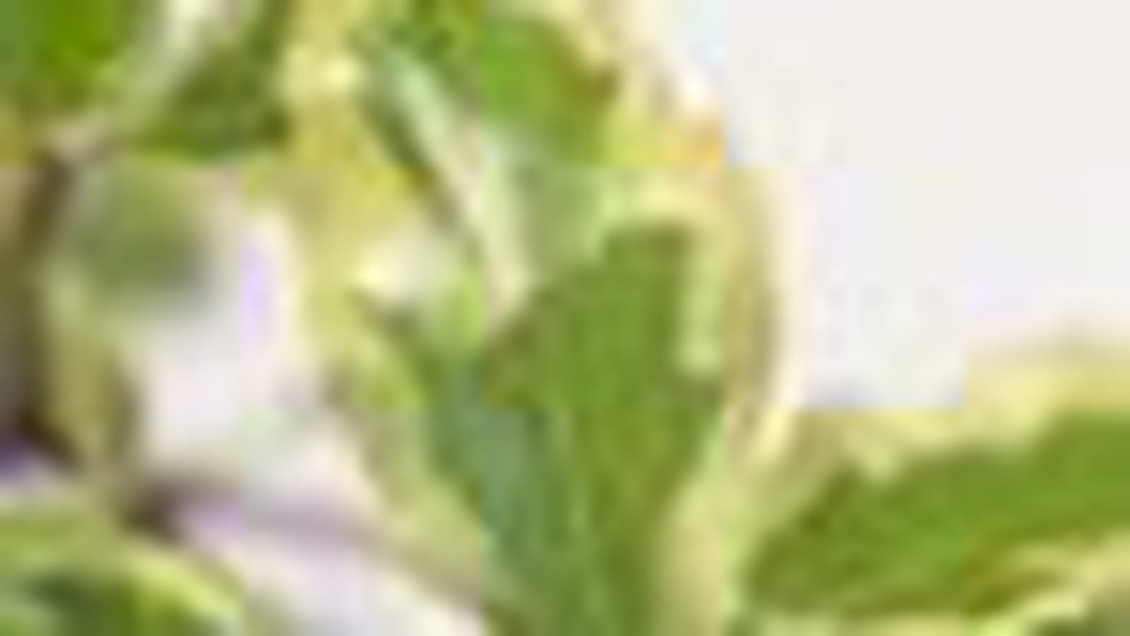Le pittosporum