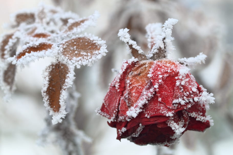 Protéger les rosiers du froid