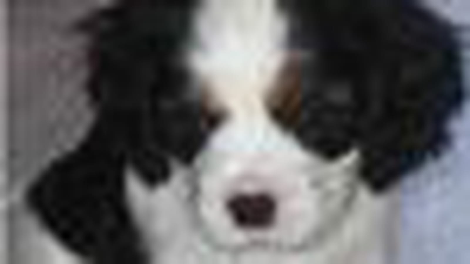 Le cavalier King Charles