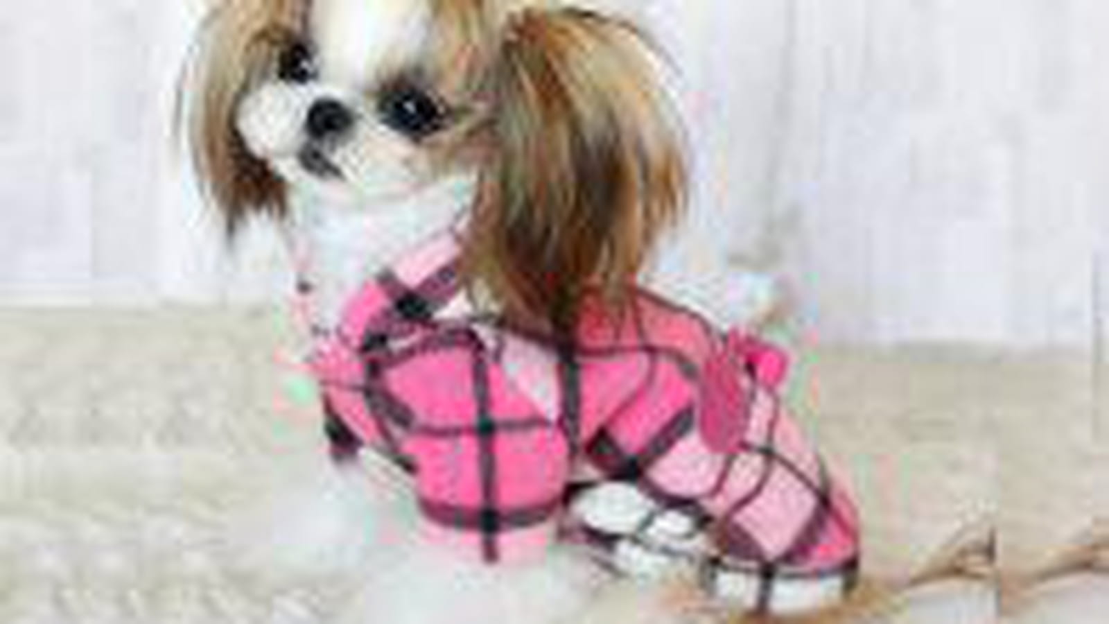 Manteau pour chien