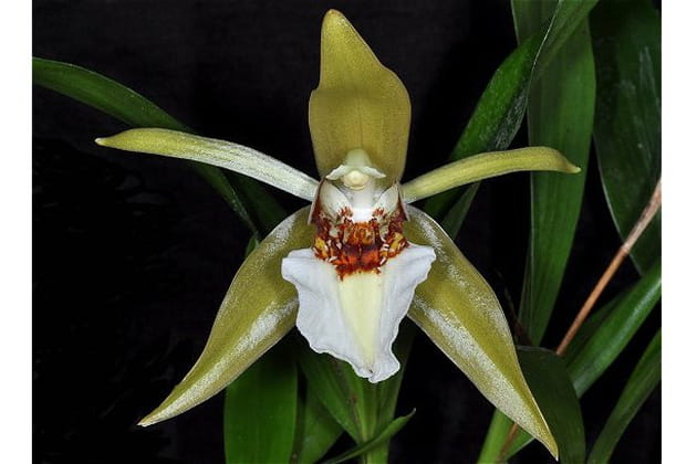 Le prestigieux Coelogyne lawrenceana