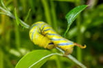 Une drôle de chenille fluo débarque dans les jardins : ce n'est pas une bonne nouvelle