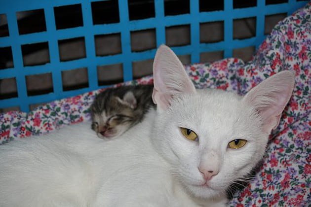 Maman Lady pr&eacute;sente son petit Eden