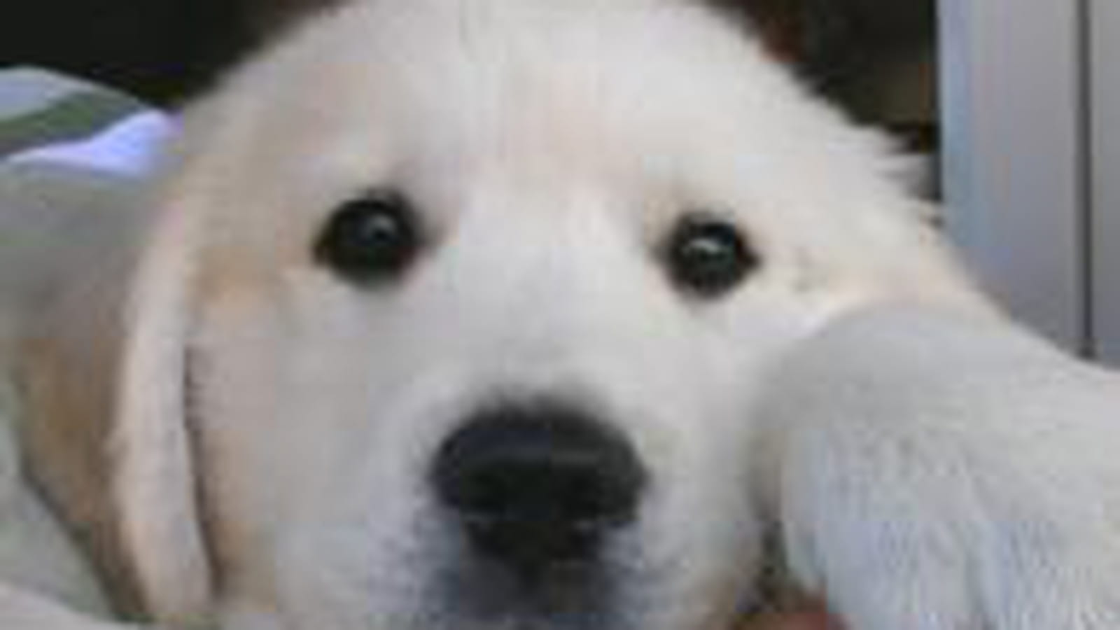 Bandy