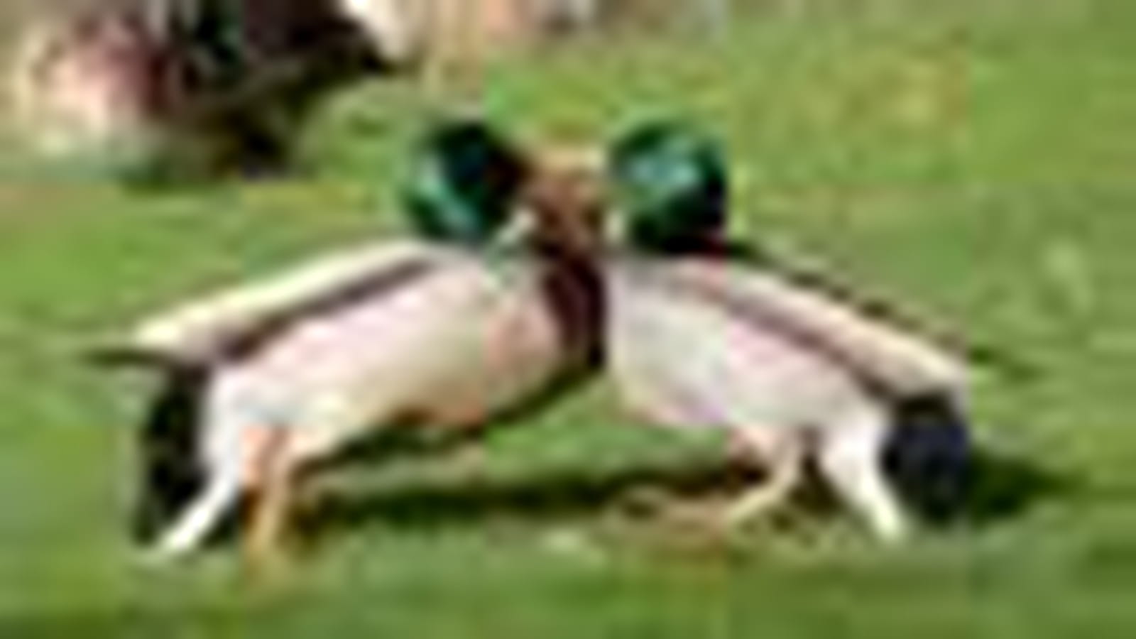 Le canard