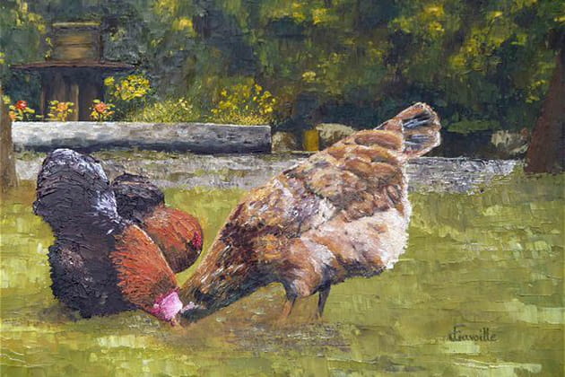 Des poules en train de picorer