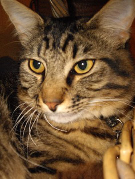 Elvis, un chat qui a de la voix