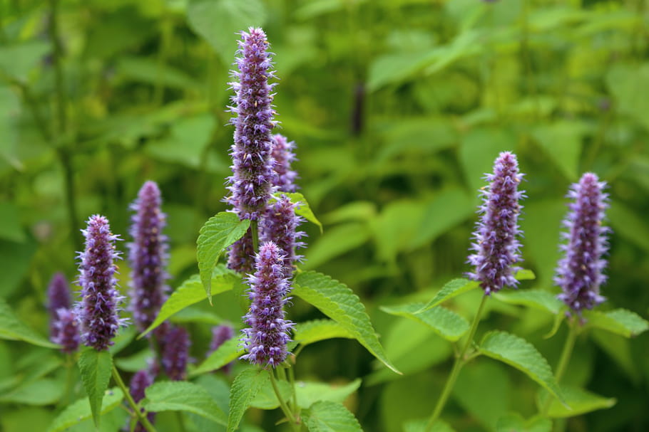 Agastache