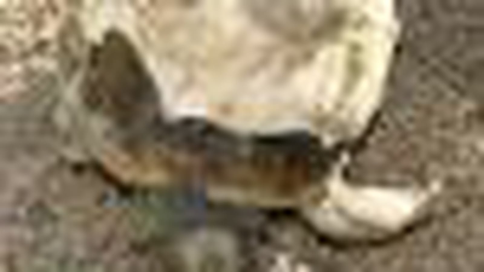 Tortues