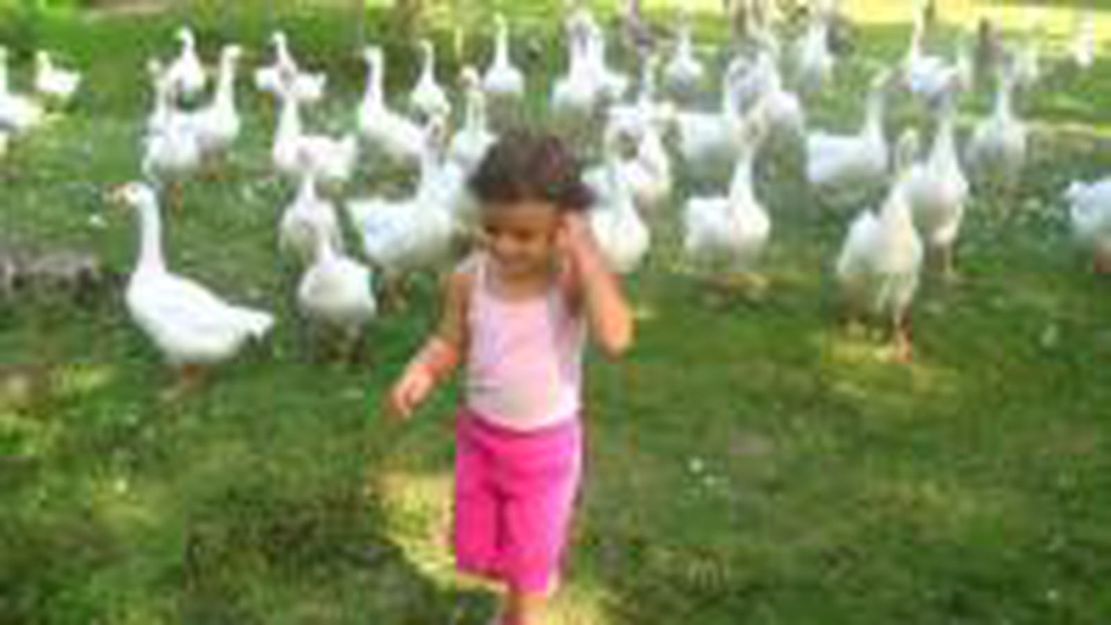Maïa et les oies