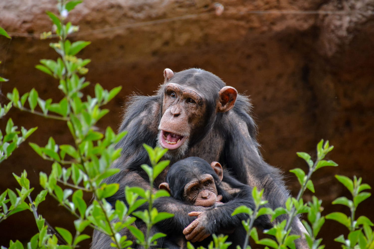 Chimpanzees master this educational behavior … much better than we