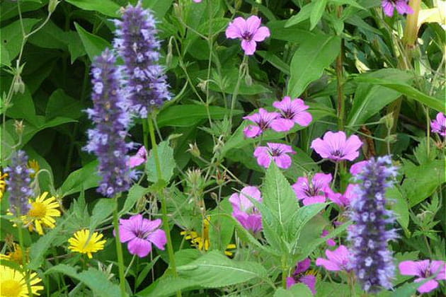 Les éclatantes vivaces de la grande plate-bande