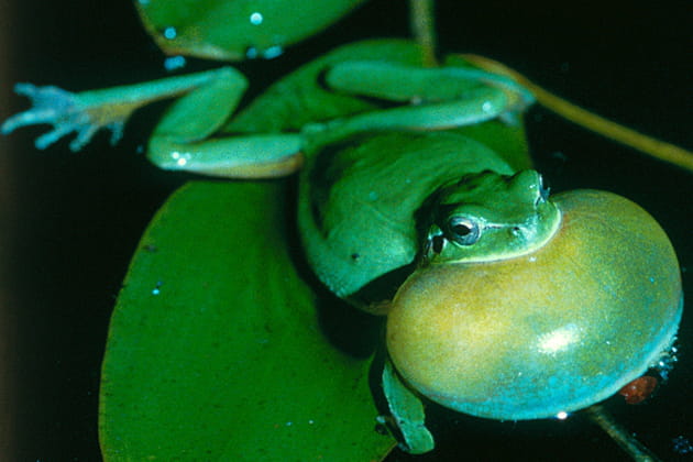 Gonflée, la grenouille !