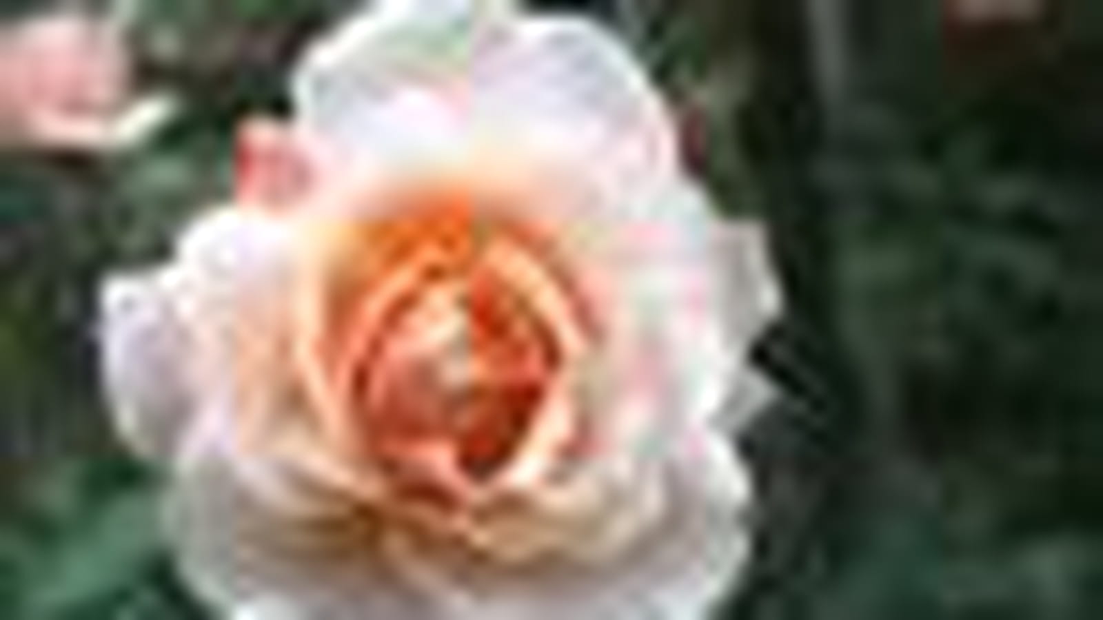 Opaline ®