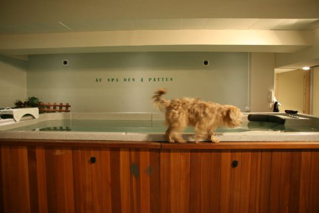 Un peu de douceur dans une vie de chien