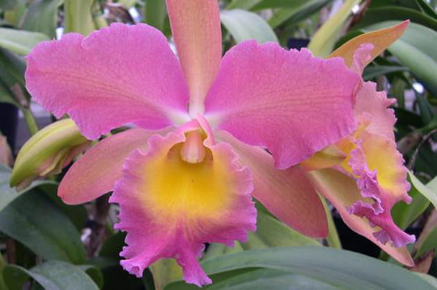 Cattleya Stradivarius