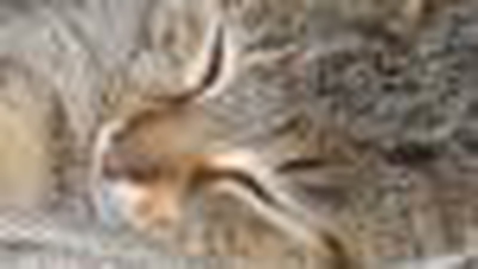 Kitty