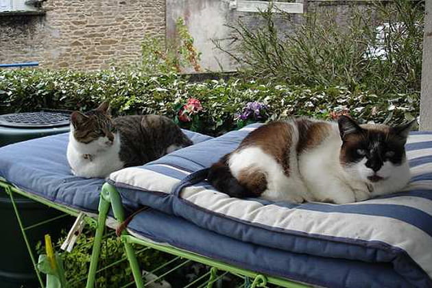 Chaise longue pour chats