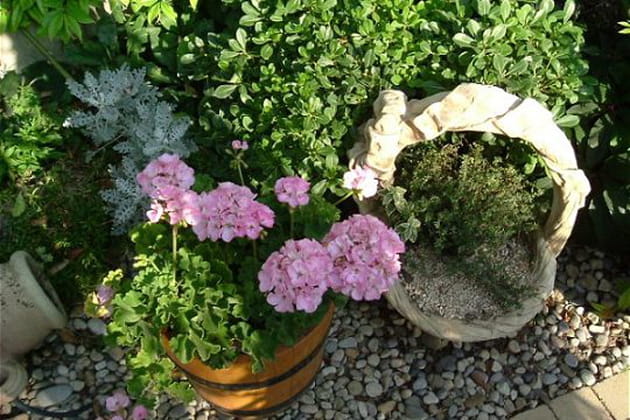 Un pittosporum bien encadré