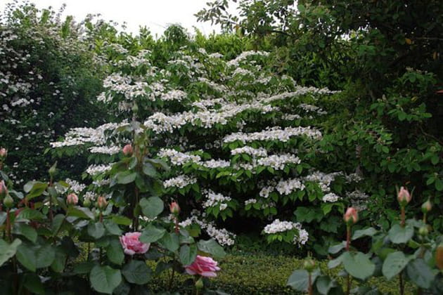 Viburnum plicatum Mariesii, une plante originale et raffin&eacute;e