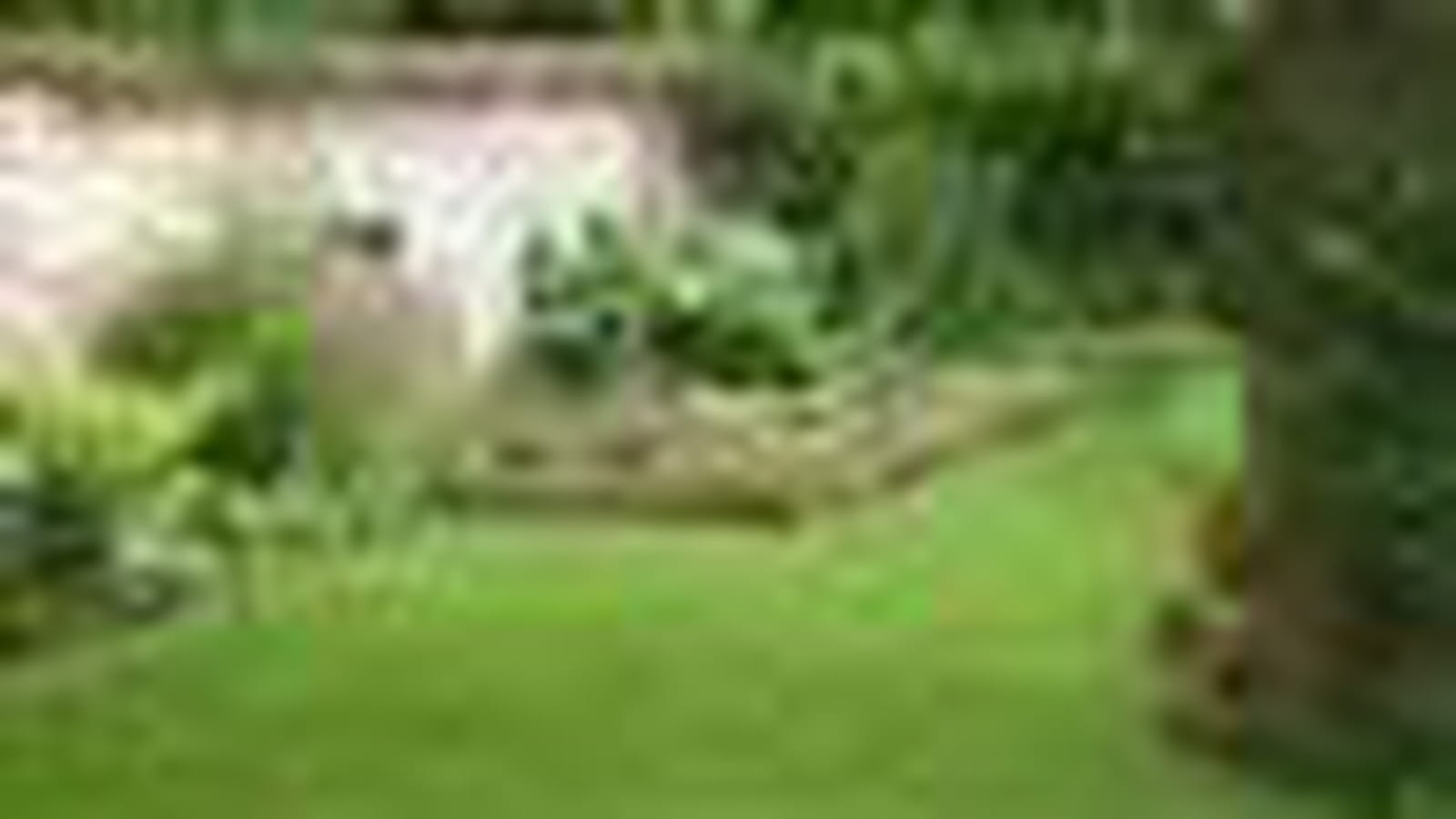Le potager