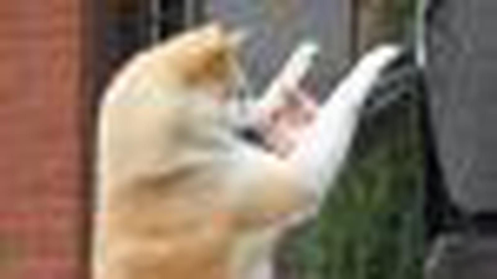 Trois Akitas