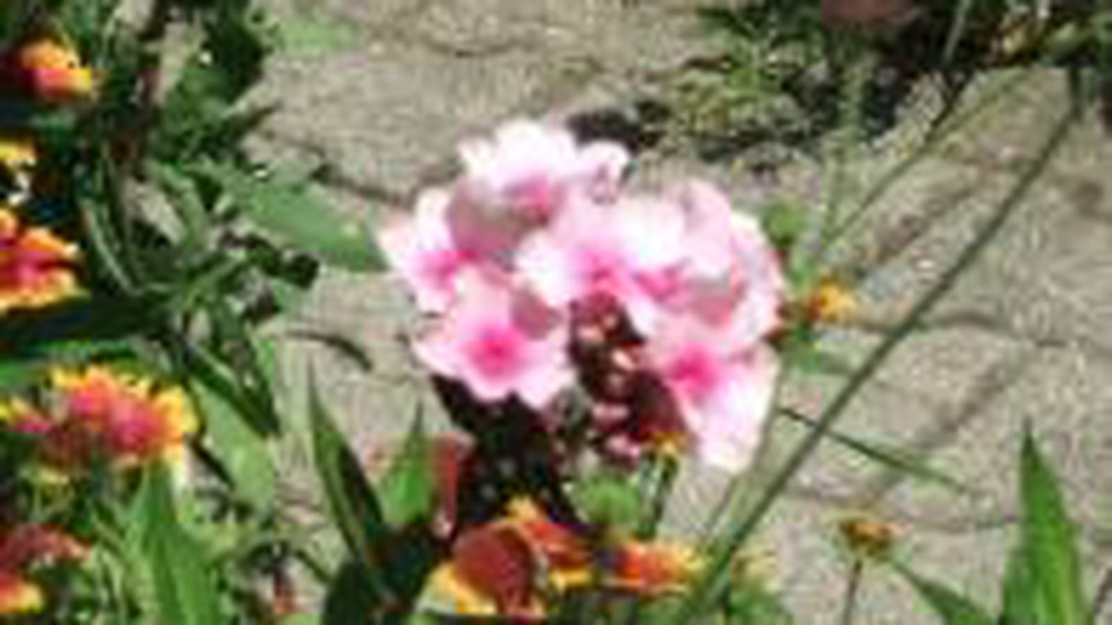 Phlox