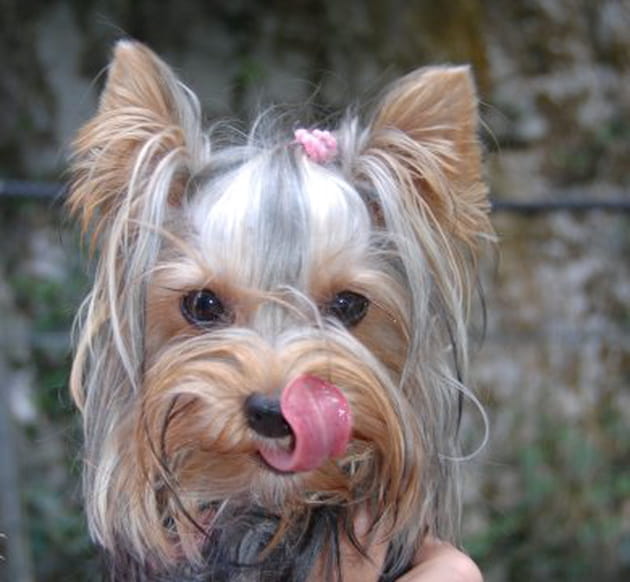 Mignonette Poupinette