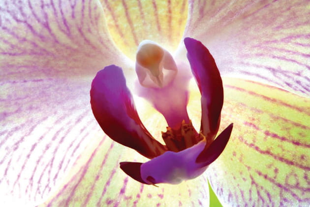 Pollen, un film en plein cœur des fleurs