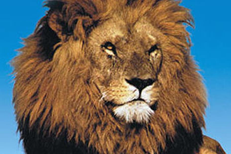La réserve africaine de Sigean, pour vivre un safari en famille
