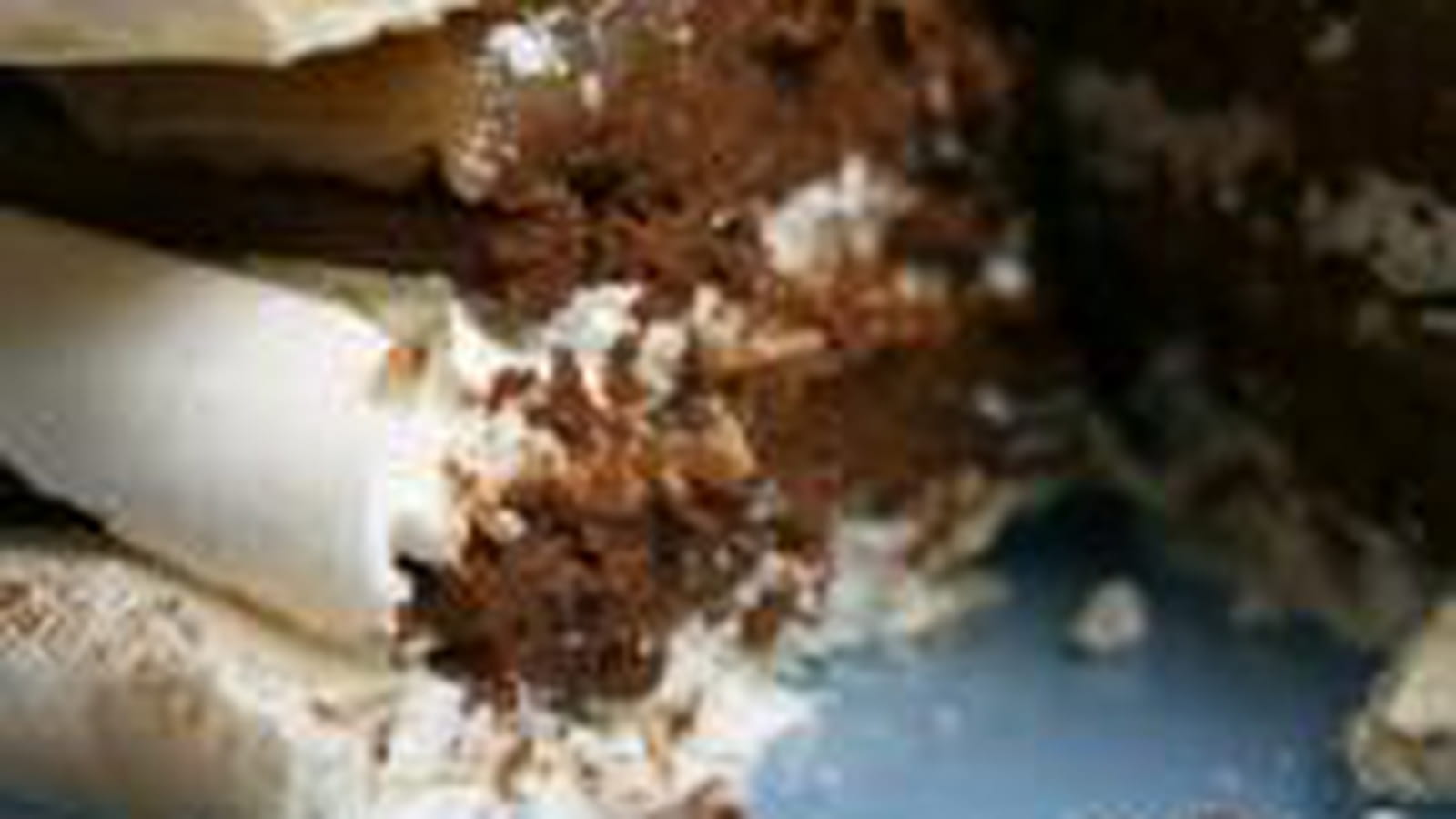 Vacherin non glacé chocolat et marrons