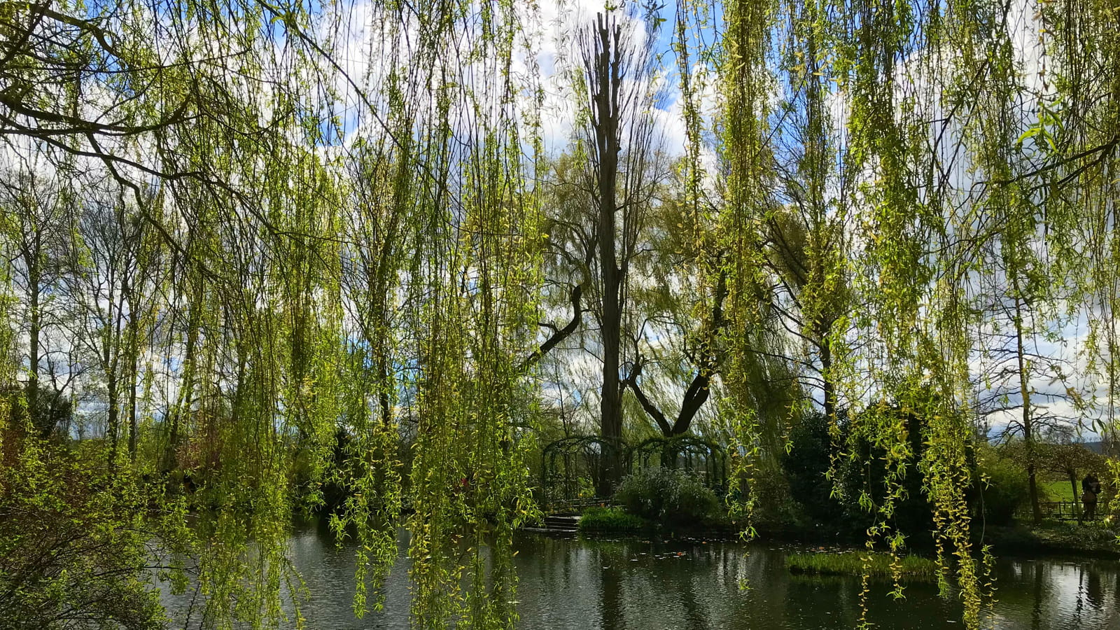 Saule pleureur 