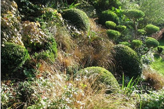 L'aspect sauvage du Carex Comans Bronze