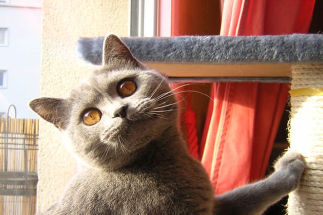 Akira, un chat au caract&egrave;re en or