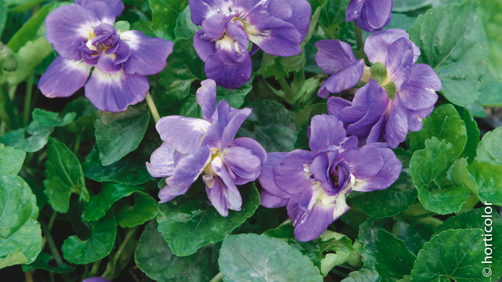 Violette double de Toulouse