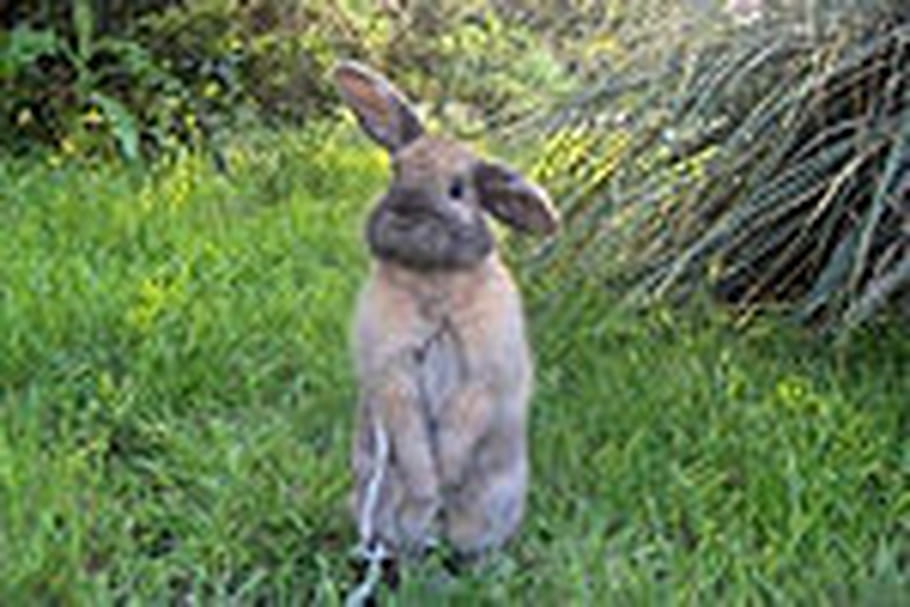 Comprendre son lapin